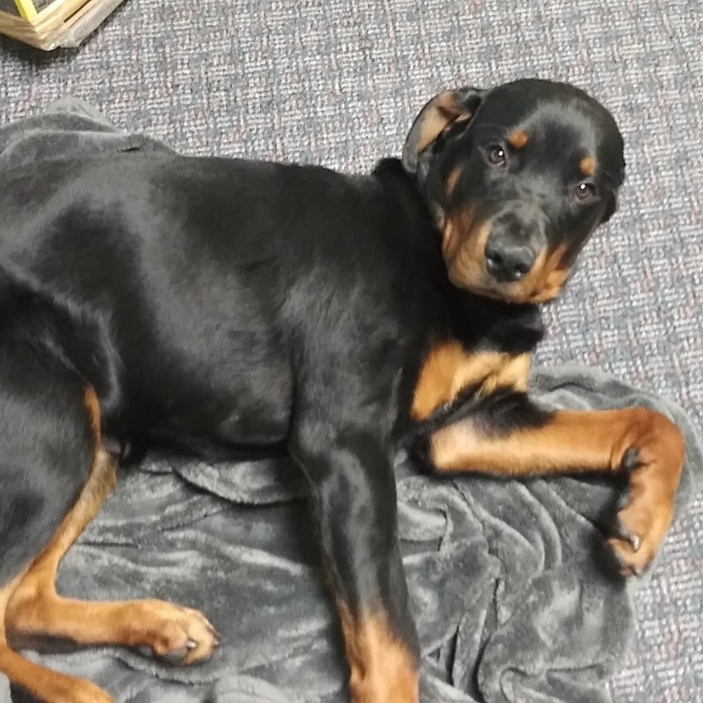 Meet your Posher, Tashena